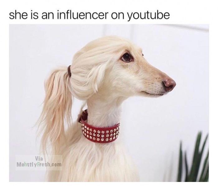 youtube influencer dog - she is an influencer on youtube Via MohstlyFresh.com