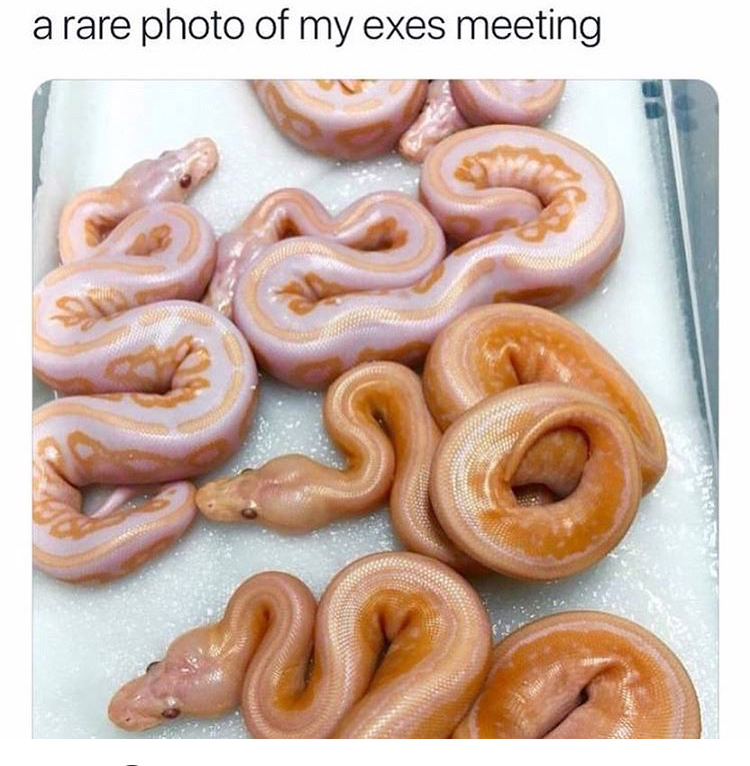 my fat ass thought these were glazed donuts - a rare photo of my exes meeting