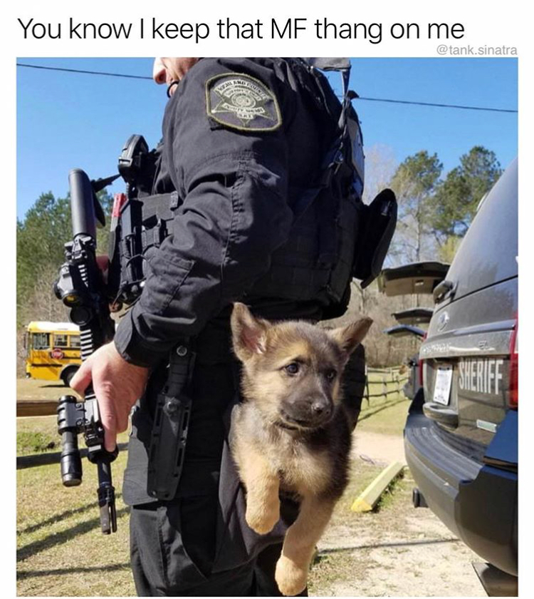 memes - police puppy dog - You know I keep that Mf thang on me tank sinatra