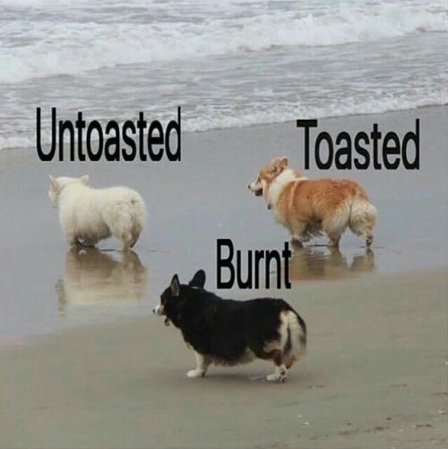 memes - corgi toast meme - Untoasted Toasted