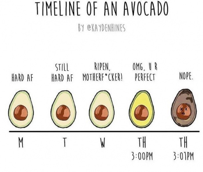 memes - avocado meme - Timeline Of An Avocado By Still Hard Af Ripen, MotherfCker! Omg, Vr Perfect Hard Af Nope. | W T Pm Th Pm