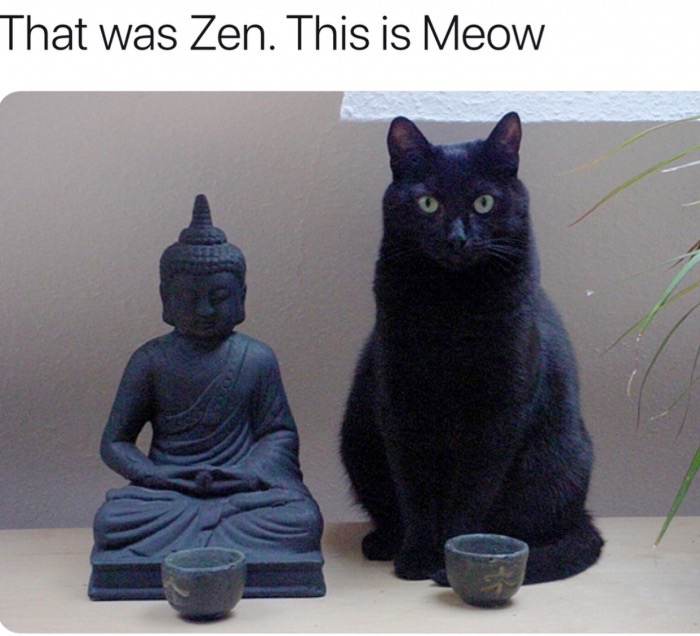 zen this is meow - That was Zen. This is Meow