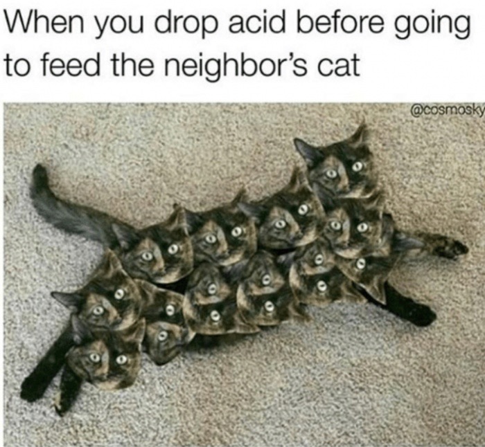 dropping cat - When you drop acid before going to feed the neighbor's cat