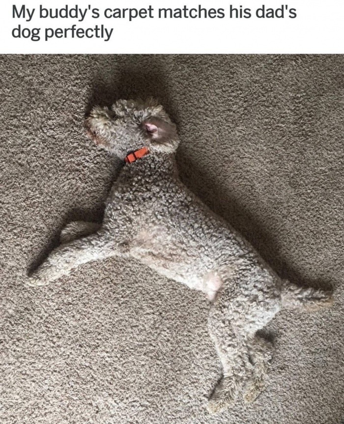 mt vesuvius eruption 79 ad - My buddy's carpet matches his dad's dog perfectly