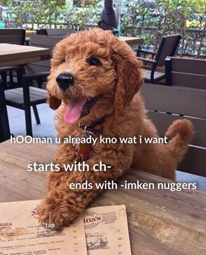 instagram mini goldendoodles - "Pool i love u hooman u already kno wat i want starts with ch ends with imken nuggers tap