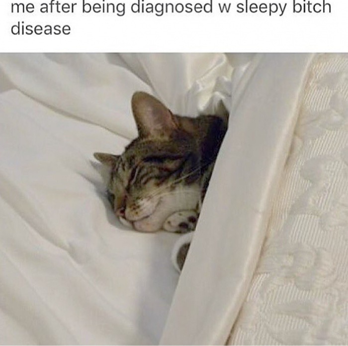 sleeb or be sleeben - me after being diagnosed w sleepy bitch disease