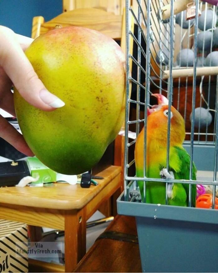 mango birds - Via Molastly Fresh.com
