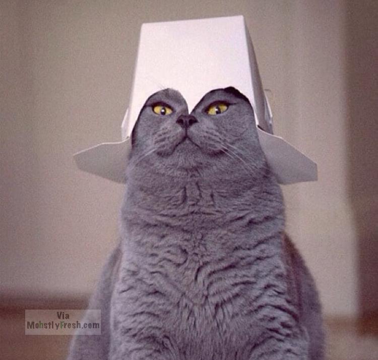 funny russian blue cat - Via MohstlyFresh.com