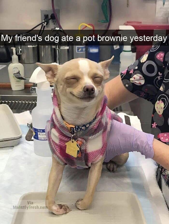 Friday TGIF meme about a stoned looking dog who ate a pot brownie