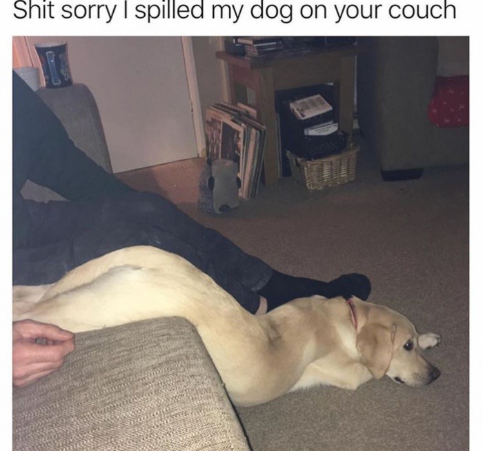 Friday TGIF meme with pic of dog spilling from a couch