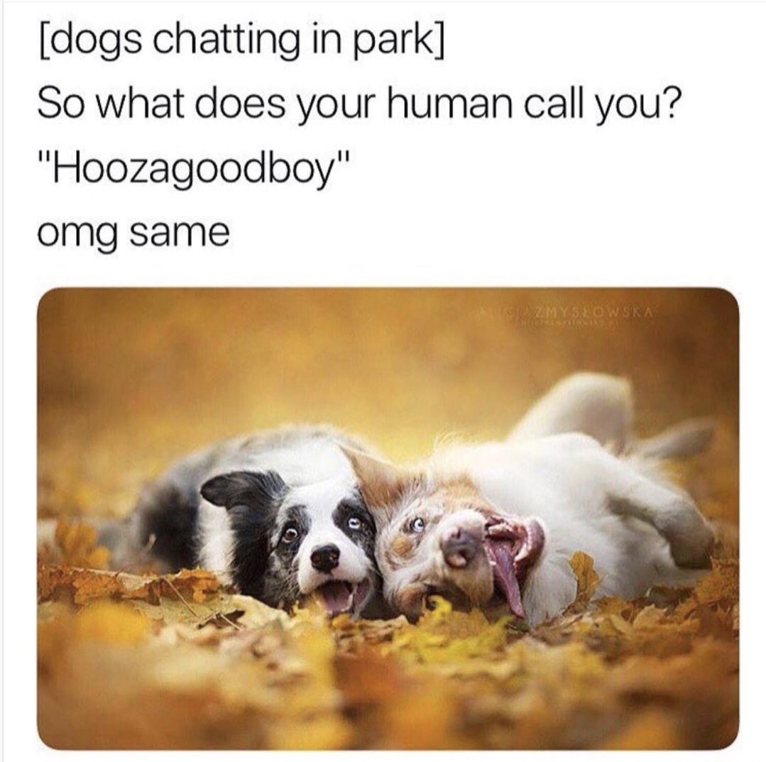 dogs chatting - dogs chatting in park So what does your human call you? "Hoozagoodboy" omg same Zmyslowska