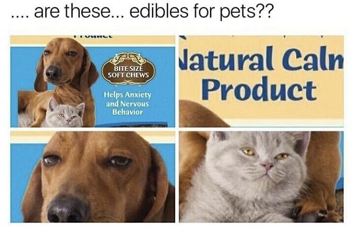 nc division of public health - .... are these... edibles for pets?? Bite Size Soft Chews Natural Caln Product Helps Anxiety and Nervous Behavior