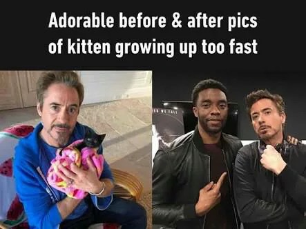 robert downey jr holding cat - Adorable before & after pics of kitten growing up too fast