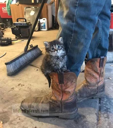 workshop kitten