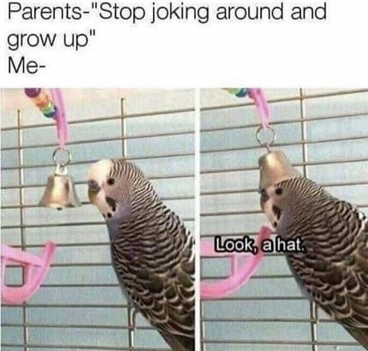 cute birb memes - Parents"Stop joking around and grow up" Me Look, a hat