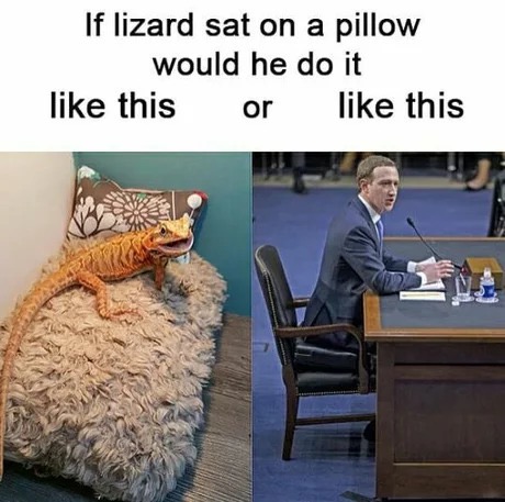mark zuckerberg chair - If lizard sat on a pillow would he do it this or this