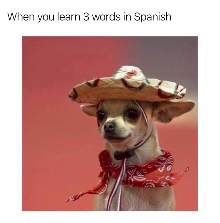 spanish dog meme - When you learn 3 words in Spanish