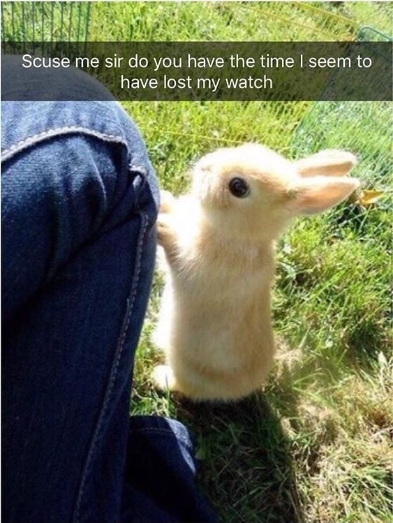 fluffy cute baby animals - Scuse me sir do you have the time I seem to have lost my watch
