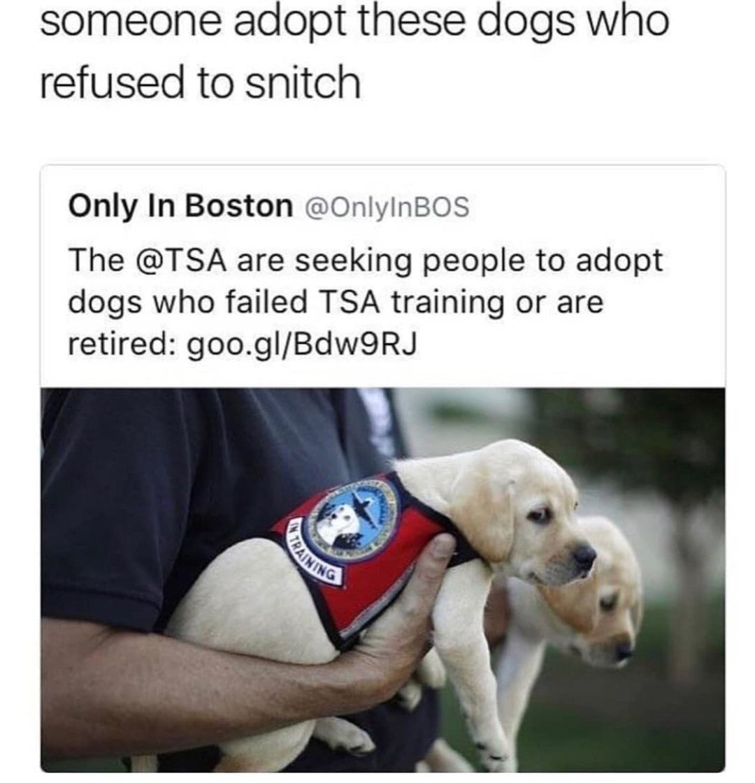 dogs failed tsa training - someone adopt these dogs who refused to snitch Only In Boston The are seeking people to adopt dogs who failed Tsa training or are retired goo.glBdw9RJ Raining