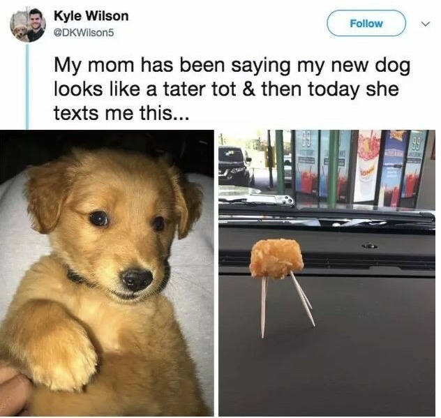 dog looks like a tater tot - Kyle Wilson My mom has been saying my new dog looks a tater tot & then today she texts me this...