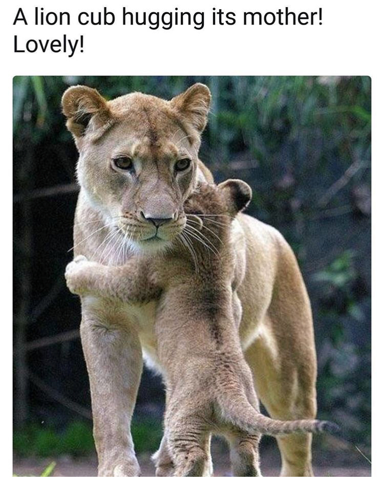 dank meme mama will always have your back - A lion cub hugging its mother! Lovely!