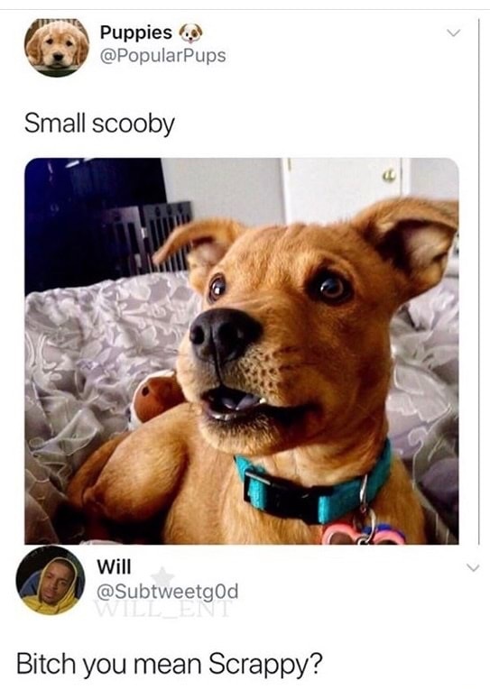 dank meme scooby doo real - Puppies Small scooby Will Bitch you mean Scrappy?