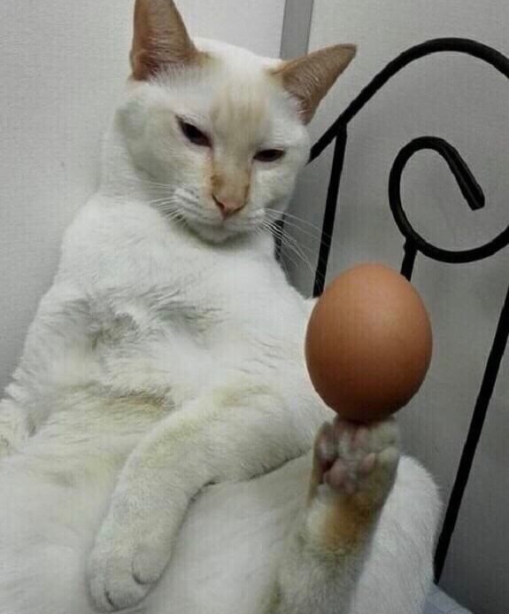 egg on a cat