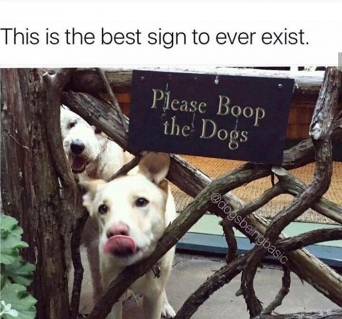 wholesome feel good memes - This is the best sign to ever exist. Please Boop the Dogs