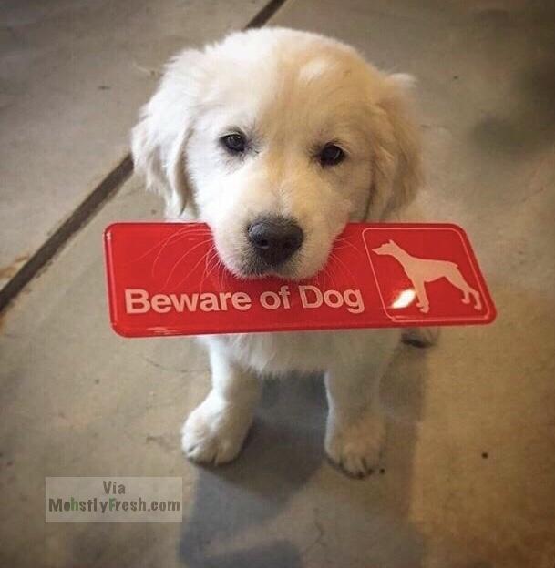 beware of dog sign small - Beware of Dog Via Mohstly Fresh.com