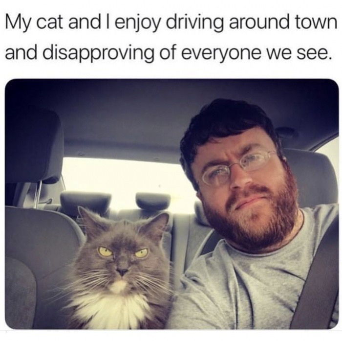 memes - Cat - My cat and I enjoy driving around town and disapproving of everyone we see.