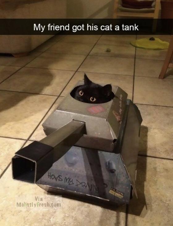 memes - german cat tanks - My friend got his cat a tank Hows Me Donne Via MostlyFresh.com