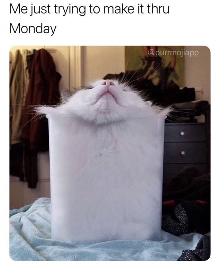memes - box cat - Me just trying to make it thru Monday