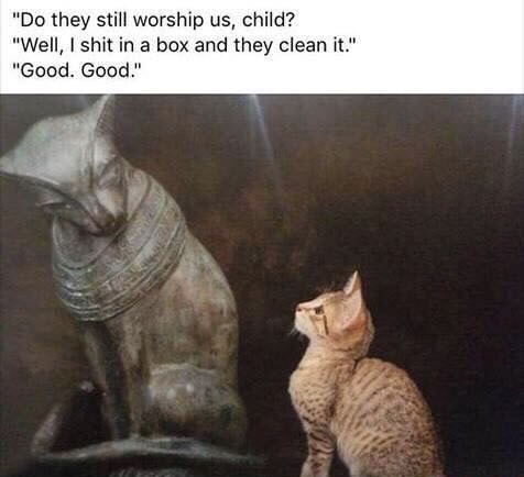 memes - do they still worship us child - "Do they still worship us, child? "Well, I shit in a box and they clean it." "Good. Good."
