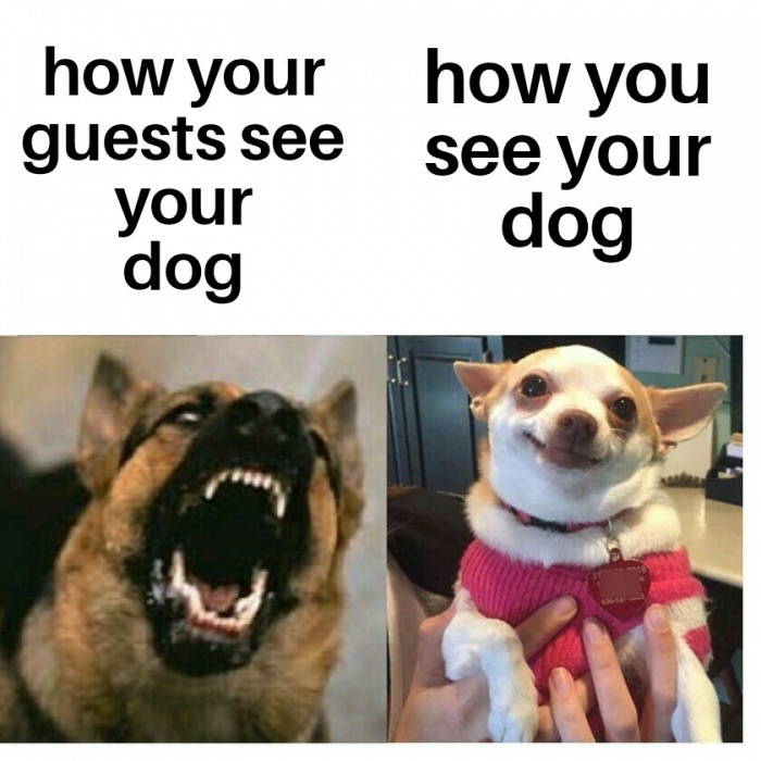 memes - finishing an essay meme - how your how you guests see see your your dog dog