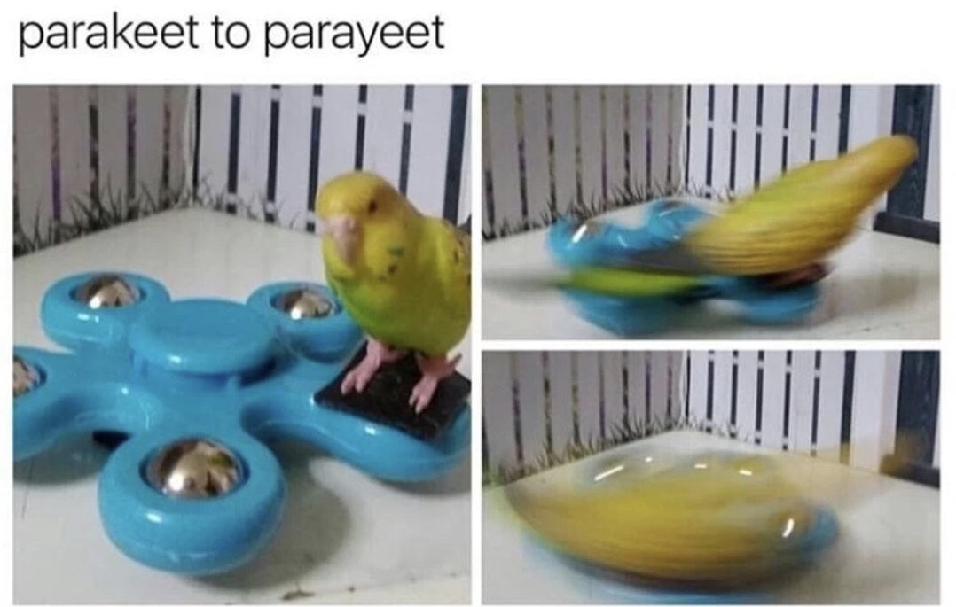 memes - parakeet more like parayeet - parakeet to parayeet