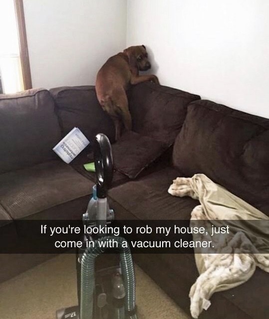 memes - dog scared of vacuum - 'If you're looking to rob my house, just come in with a vacuum cleaner.