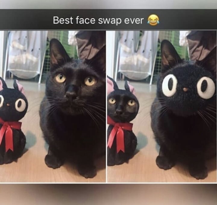 memes - cute funny animal memes - Best face swap ever 10.0
