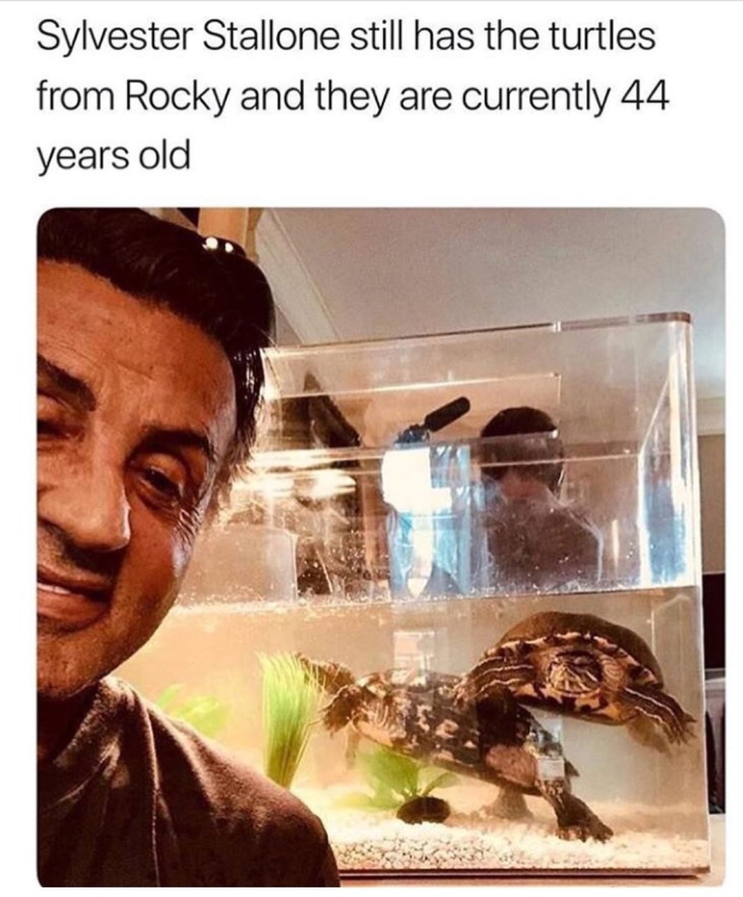 sylvester stallone posing with the turtles from Rocky that are still alive 44 years later