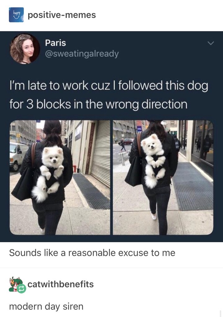 Tumblr user that was late for work because they kept following this cute dog instead of heading toward work