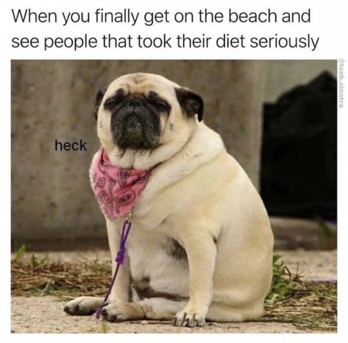 Funny dog meme about not caring about your beach body till you hit the beach the following year