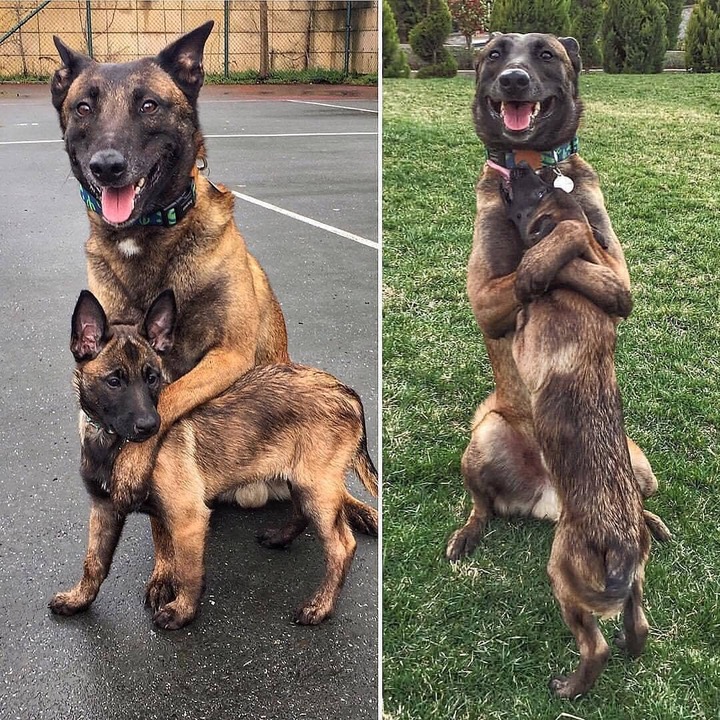 Dog and son hugging and playing together
