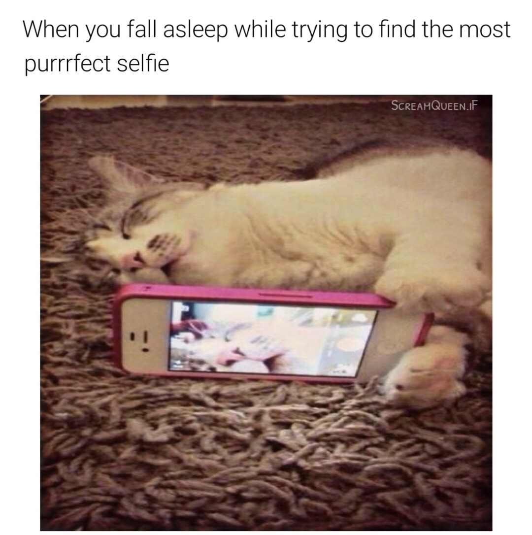 memes - photo caption - When you fall asleep while trying to find the most purrrfect selfie Screamqueen.If