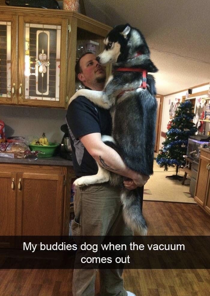 memes - scaredy dog - My buddies dog when the vacuum comes out