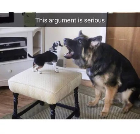 memes - chihuahua with big dog - This argument is serious