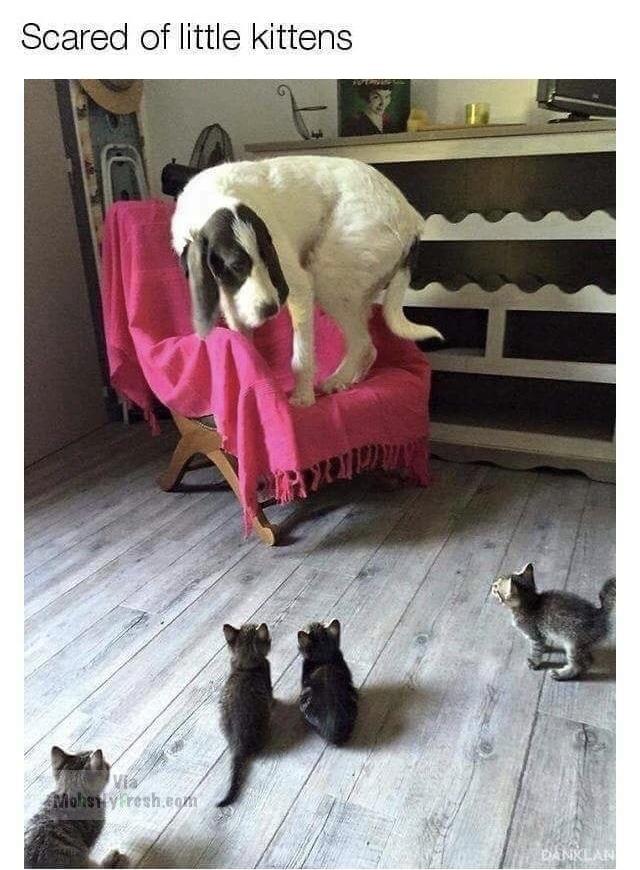 memes - kitten gang - Scared of little kittens Mohstyresh.com