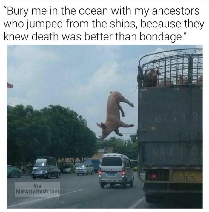 memes - pig fall off truck - "Bury me in the ocean with my ancestors who jumped from the ships, because they knew death was better than bondage." Via Mohstly Fresh.com