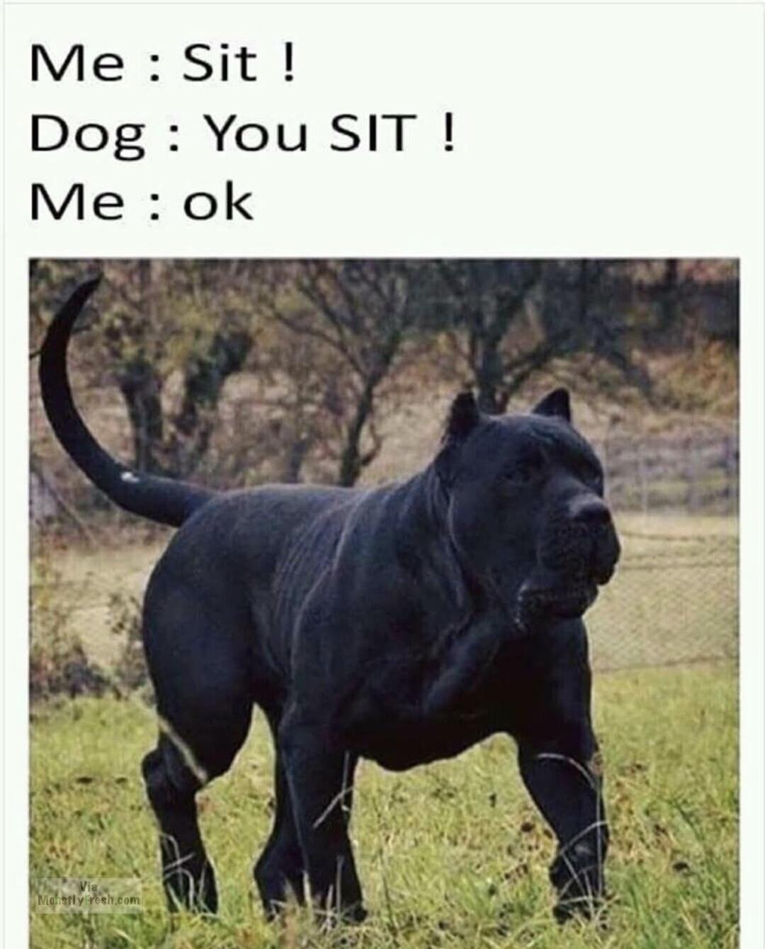 memes - dog no you sit - Me Sit! Dog You Sit ! Me ok Via Mostly resh.com