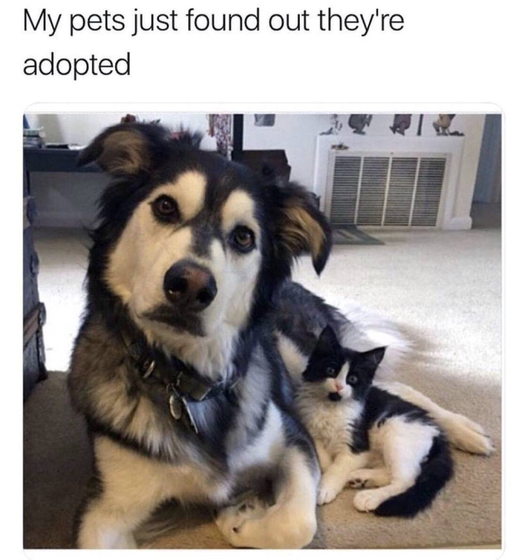 memes - different animals that look alike - My pets just found out they're adopted