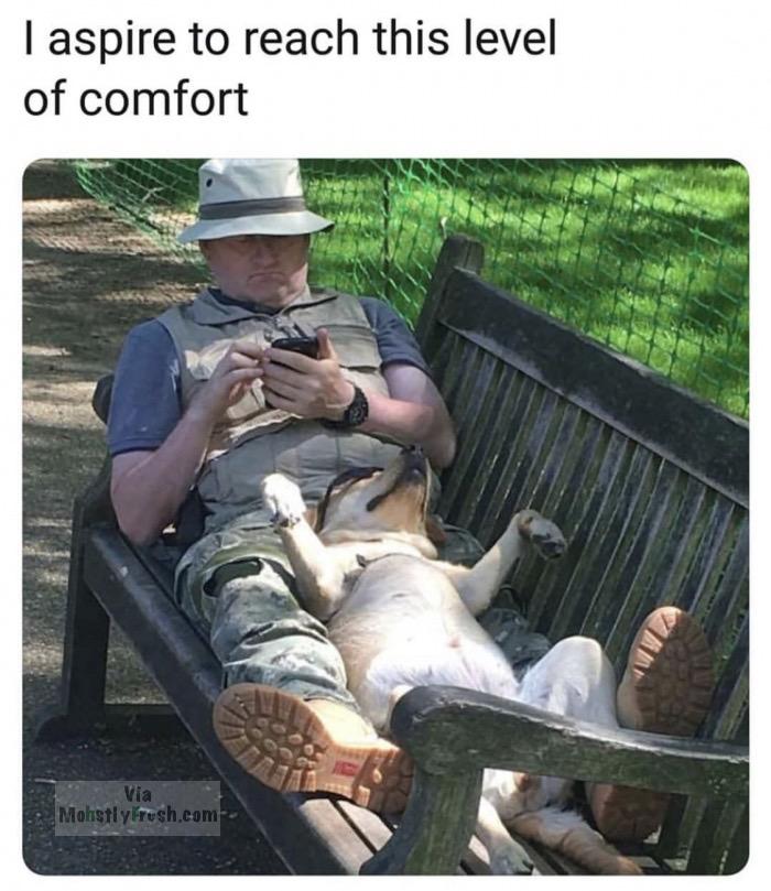 Dog - T aspire to reach this level of comfort Via Mohstly rush.com