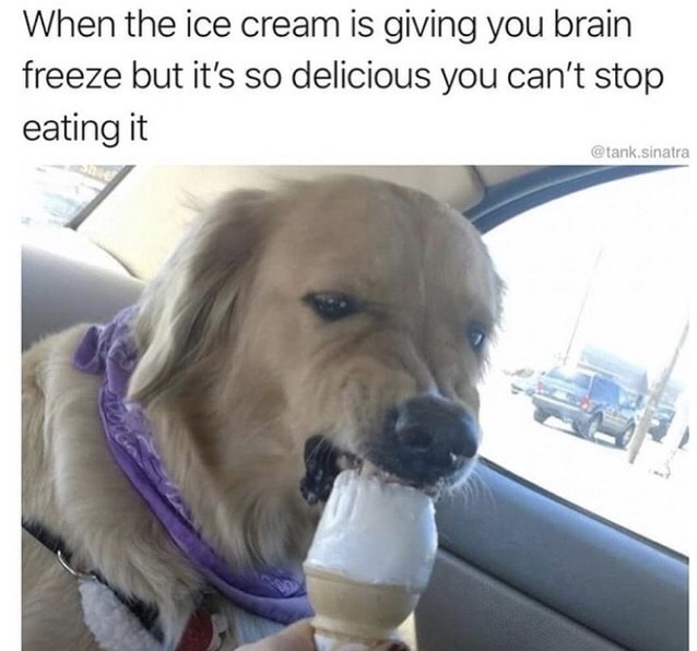 dog with brain freeze - When the ice cream is giving you brain freeze but it's so delicious you can't stop eating it .sinatra